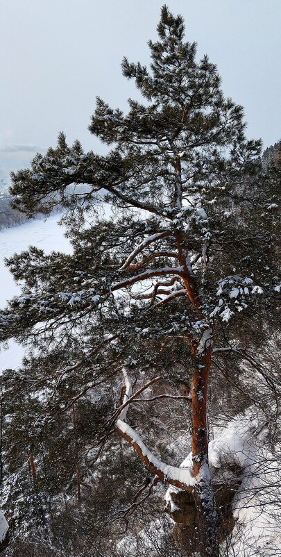 Сосна - Радмир Арсеньев