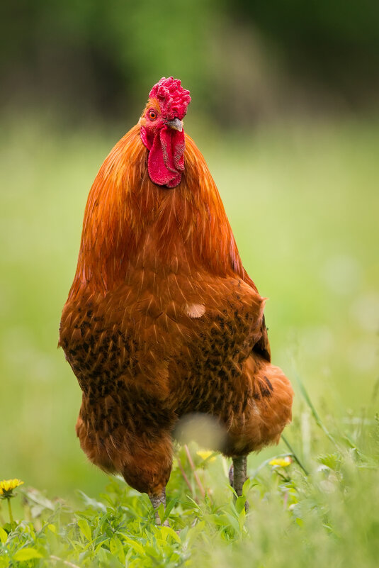 Петух - Alex Bush