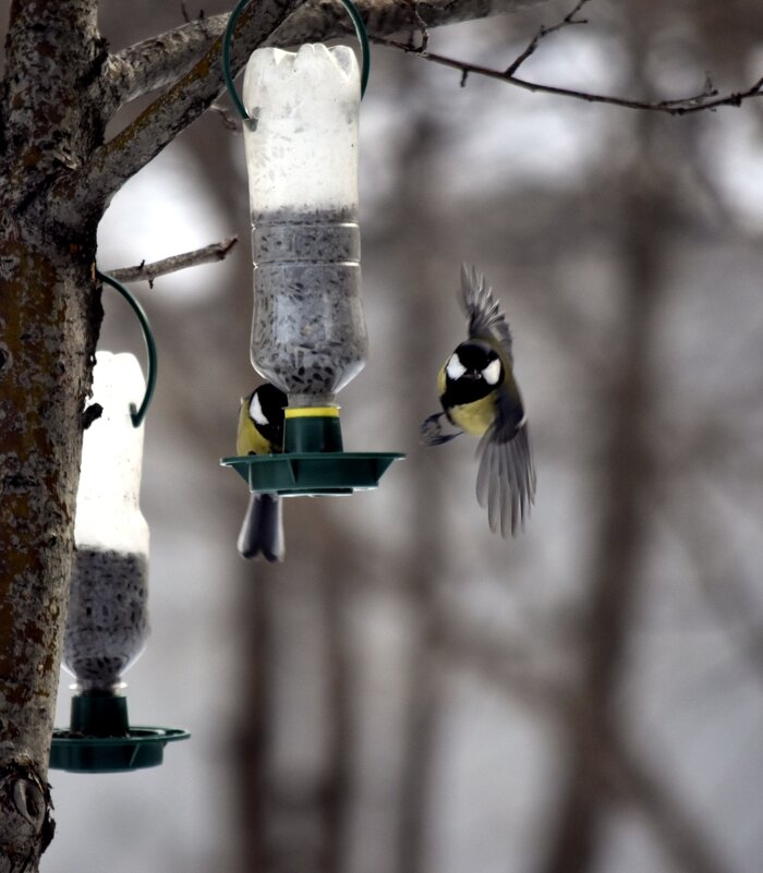 Птичья Столовая - Дарья Шуклина