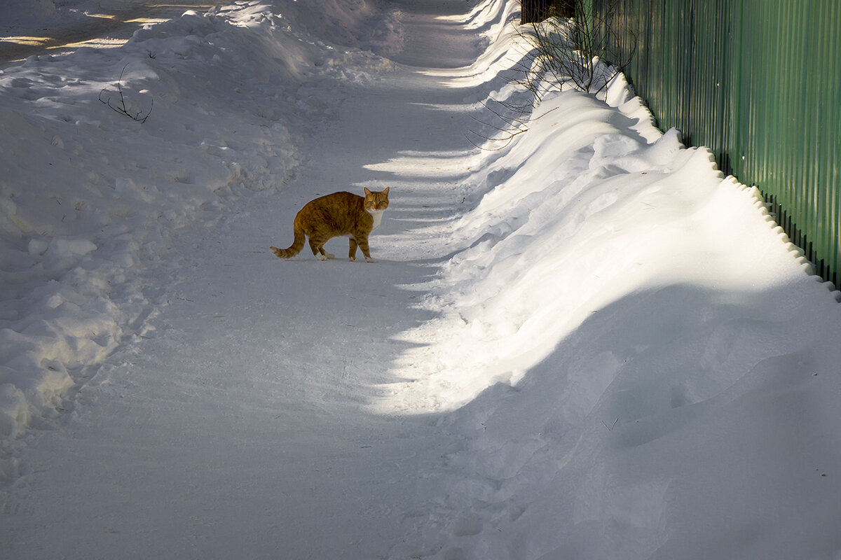 Без названия - Владимир Носов