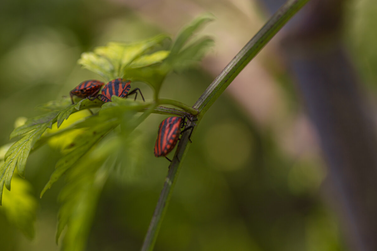 *** - Яна Горбунова