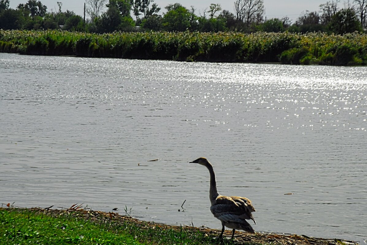 Лето. - Владимир 