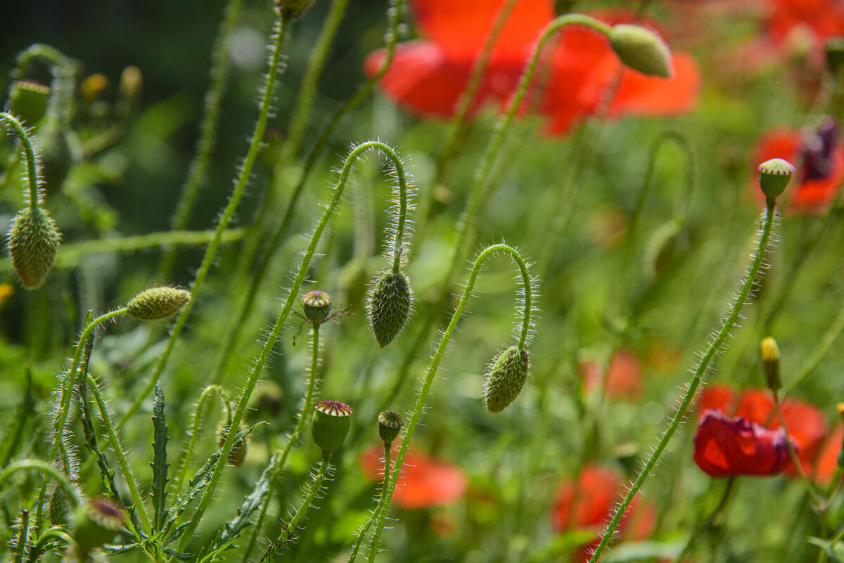 в Помпеи - Осень 