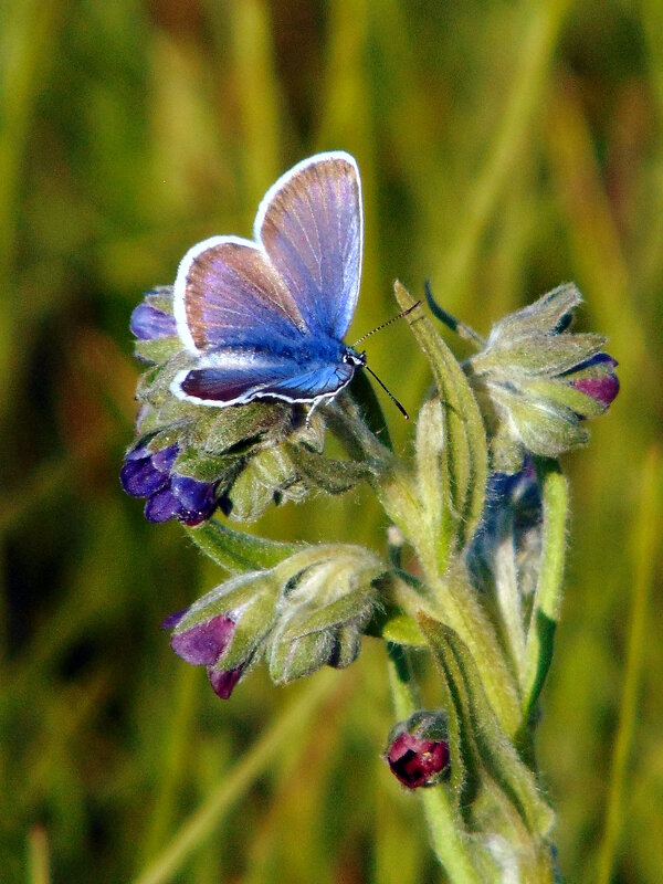 Голубяночка. - nadyasilyuk Вознюк