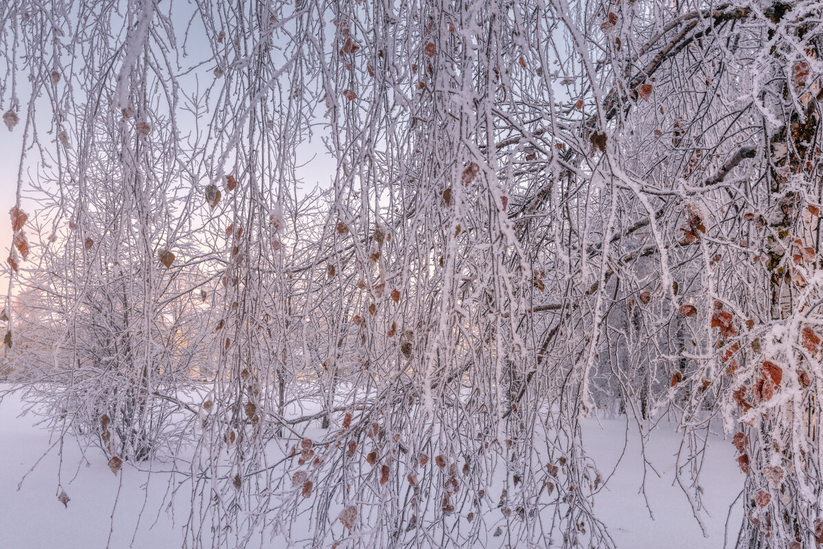 Зима в Питере - Владимир Колесников
