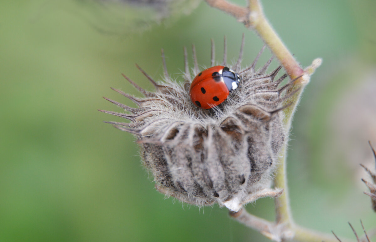 Канатник и божья коровка... - Надежда Куркина 