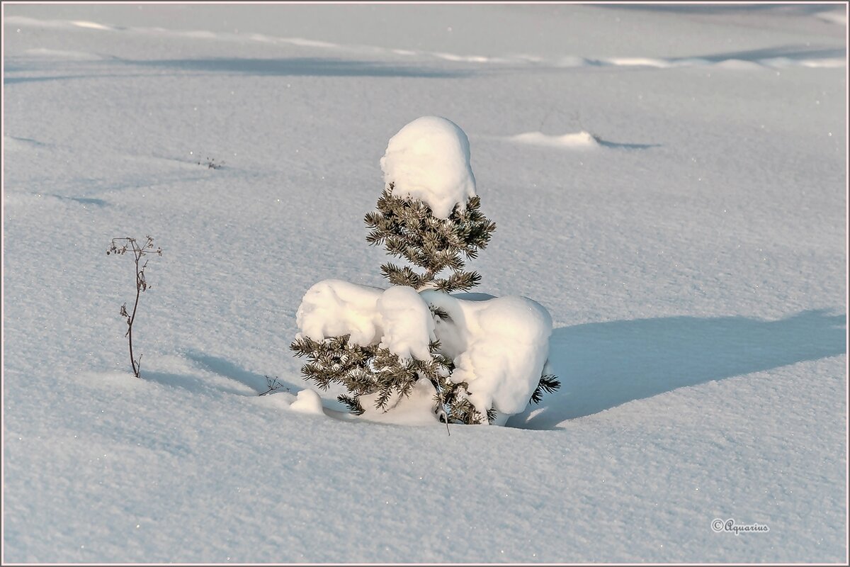 Мороз снежком укутал... - Aquarius - Сергей