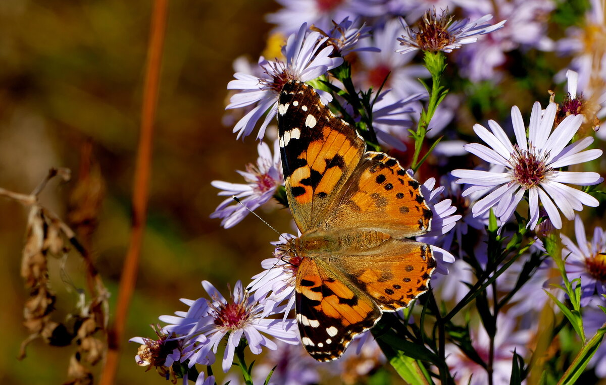 опять про бабочек...408 - Александр Прокудин