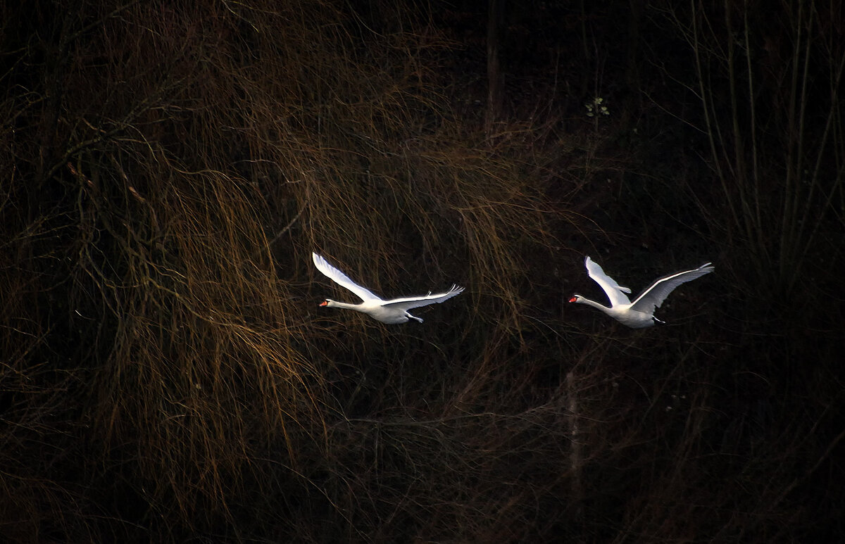 **** - Андроник Александр 