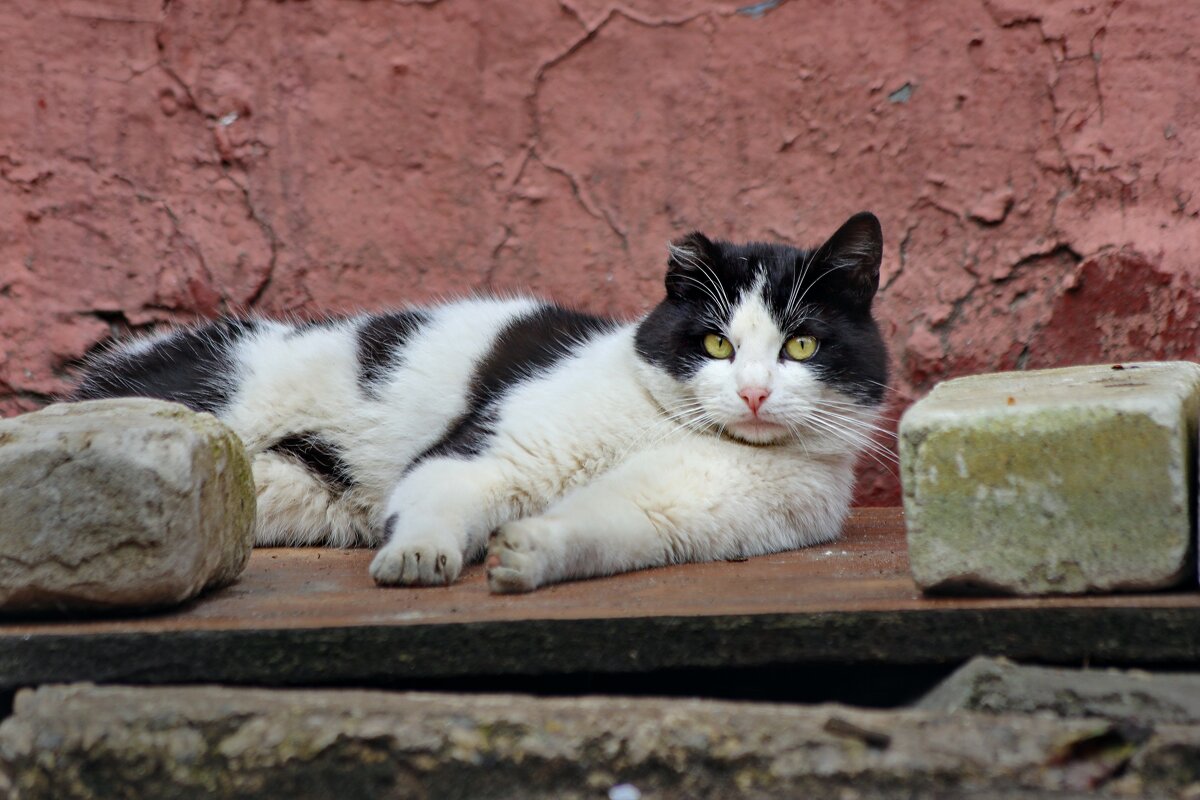 Кирпичи видишь? Проходи мимо. - Татьяна Бравая