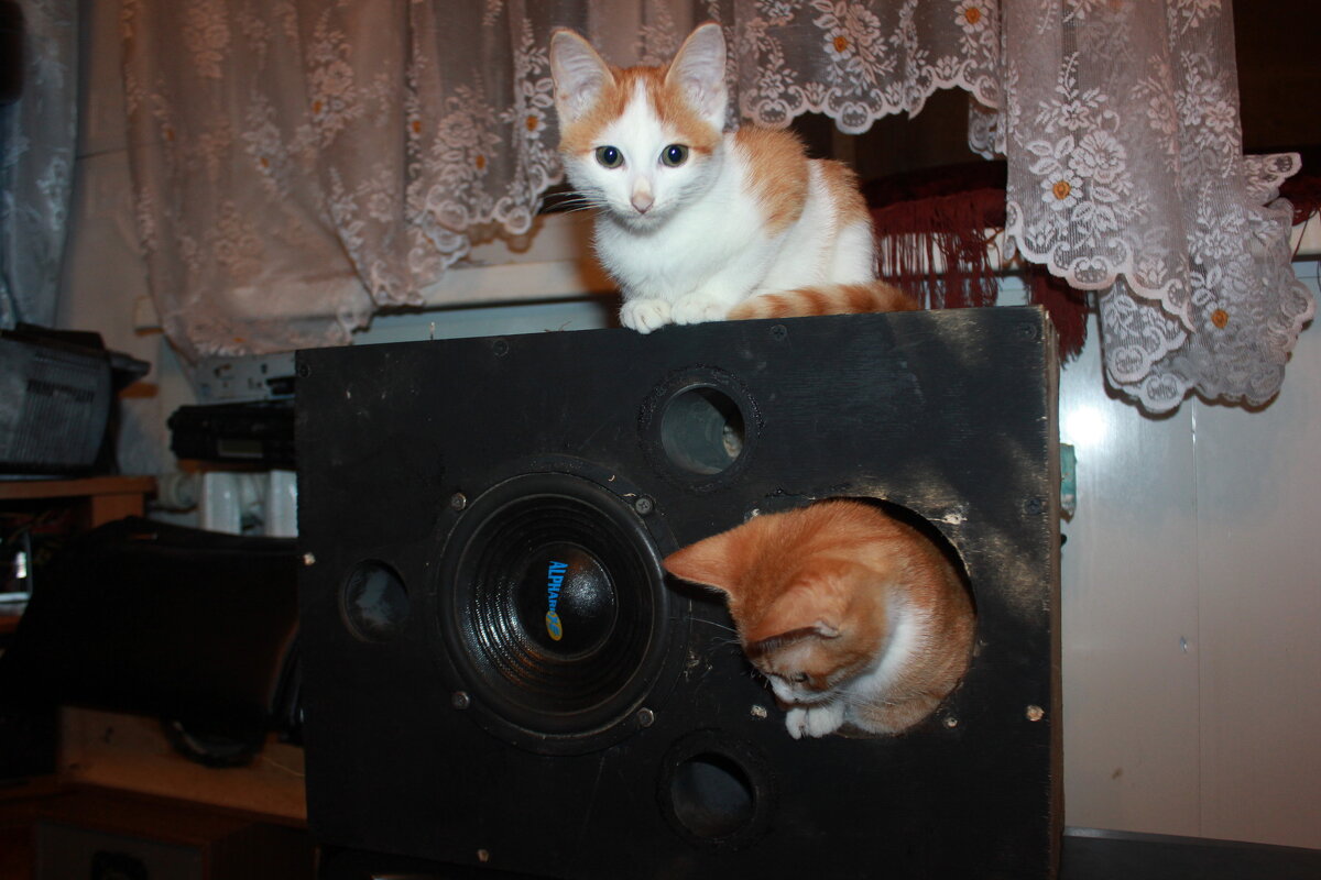 Живой зчук - Сергей Кочнев