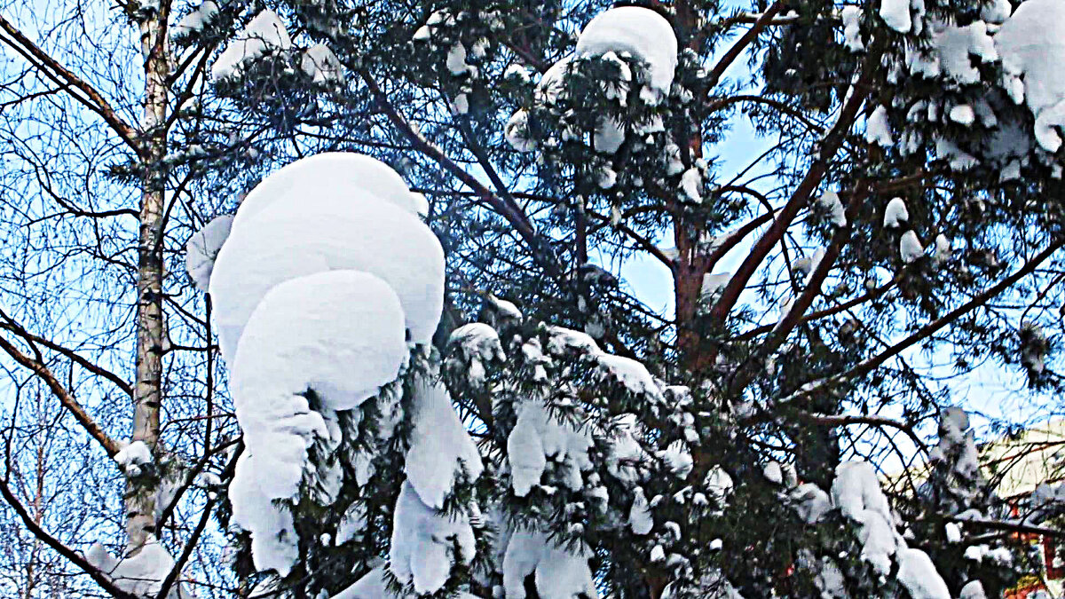 Февраль...Снежные улитки на сосне! - Владимир 