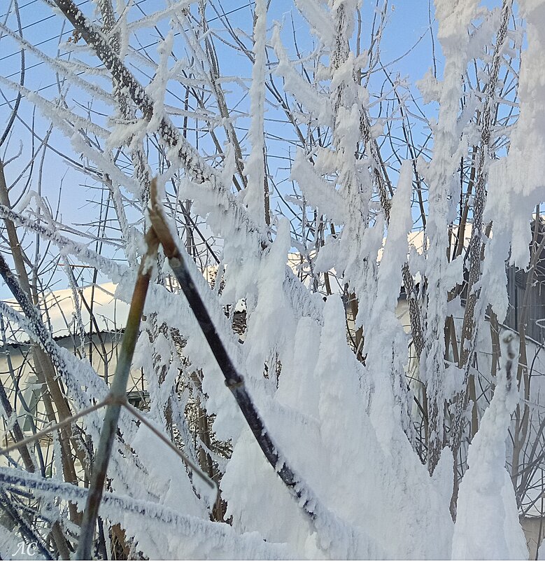 Зимнее кружево - Любовь Сахарова