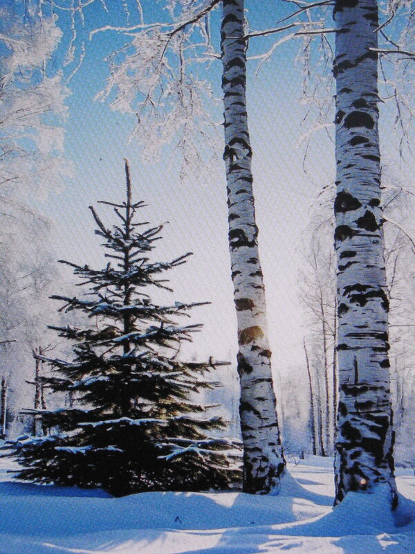 Стройная красавица - Людмила Смородинская