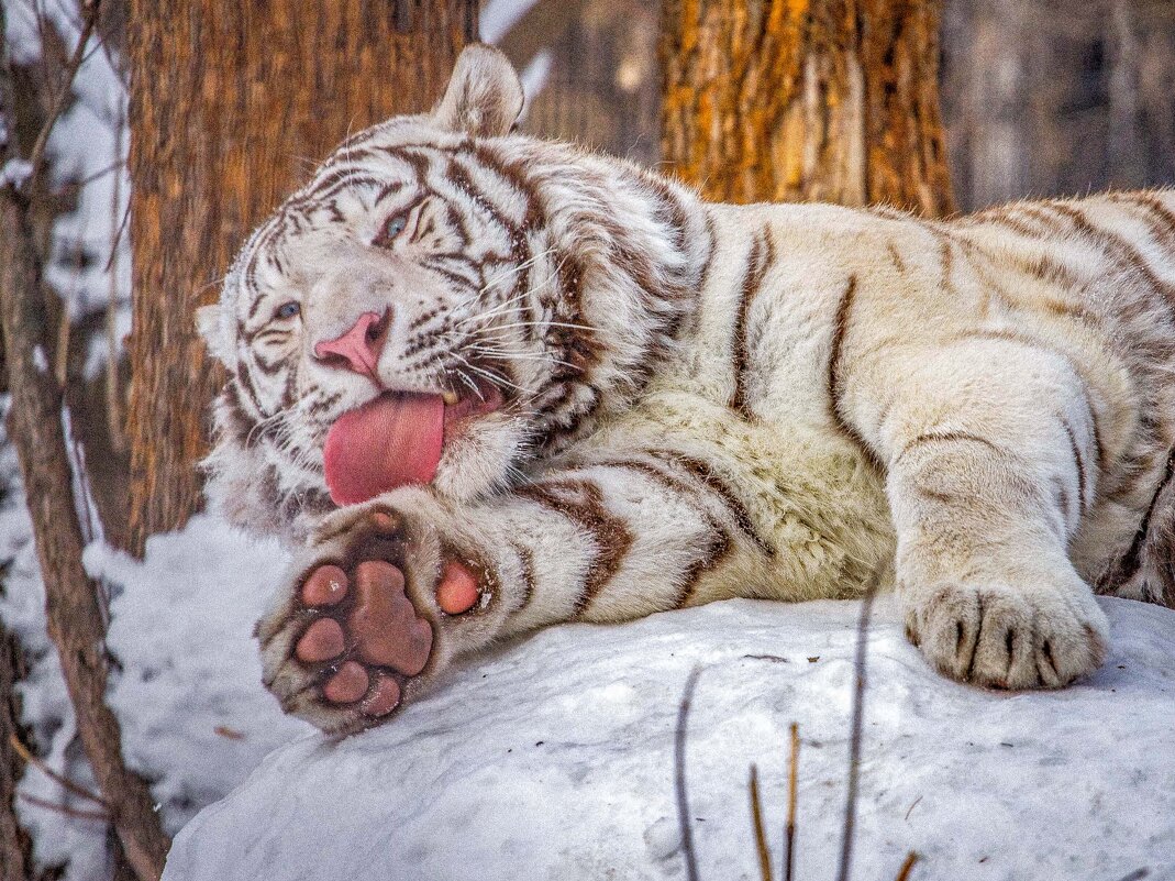 Бенгальский тигр КОВИ. - Аркадий Лаптенко
