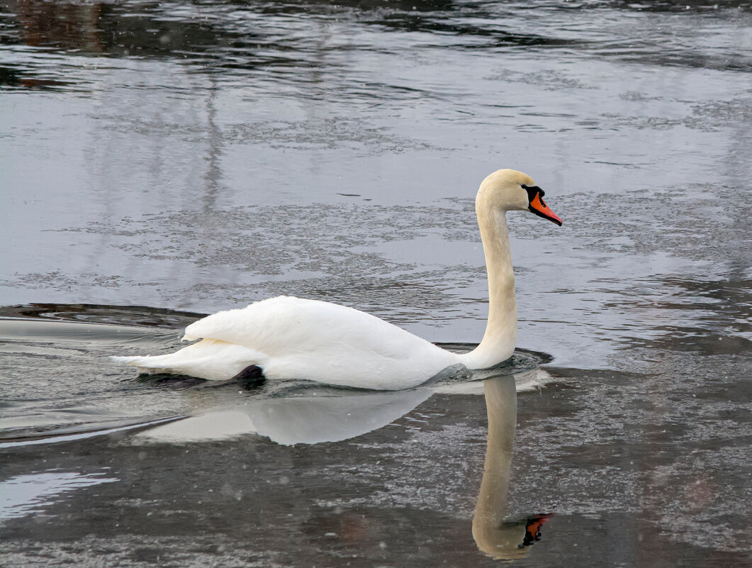 шипун - Виталий Емельянов