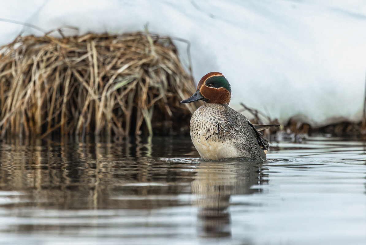чирок свистунок - юрий макаров