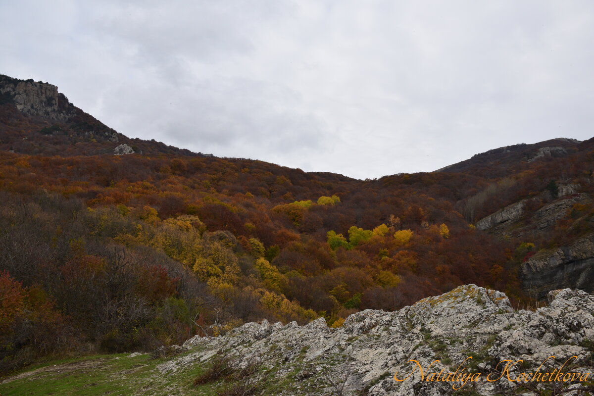 Природа Крыма - Amazing Cosmea