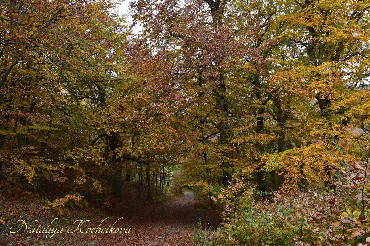 Природа Крыма - Amazing Cosmea