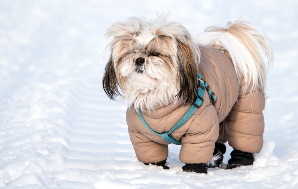 Модница. - Владимир Безбородов