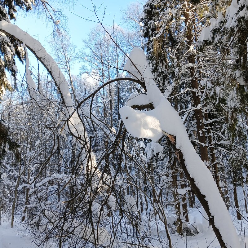 птичка на дереве - Владимир 