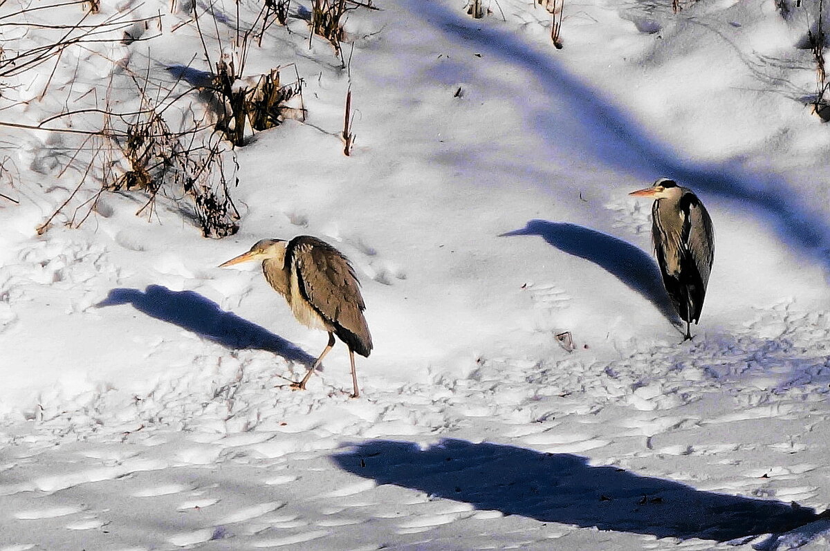 Цапли в городе - Рита Симонова
