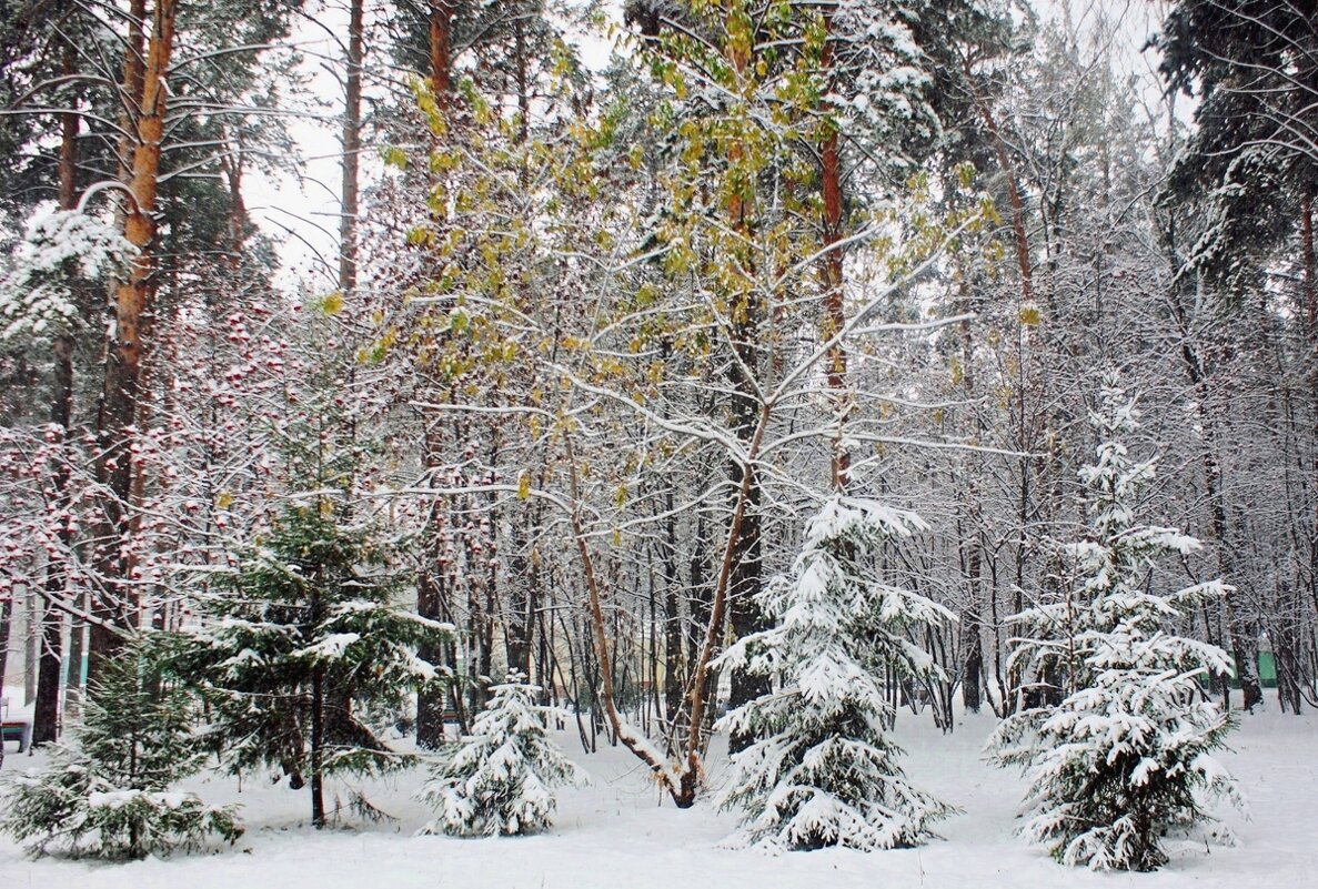 Парк "Сосновый бор" - Галина Нестратова