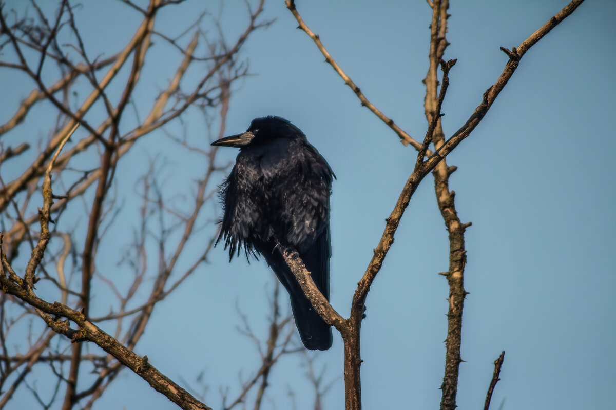 Грач. - Александр. AVG100 ---