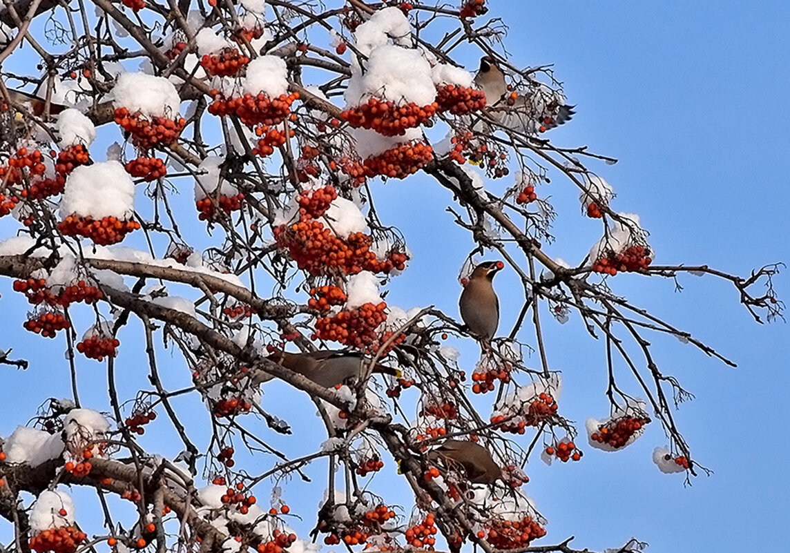 Прилетали свиристели! - Валентина  Нефёдова 