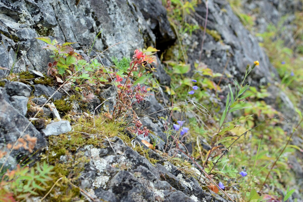 Цветы в камнях. - ВикТор Быстров