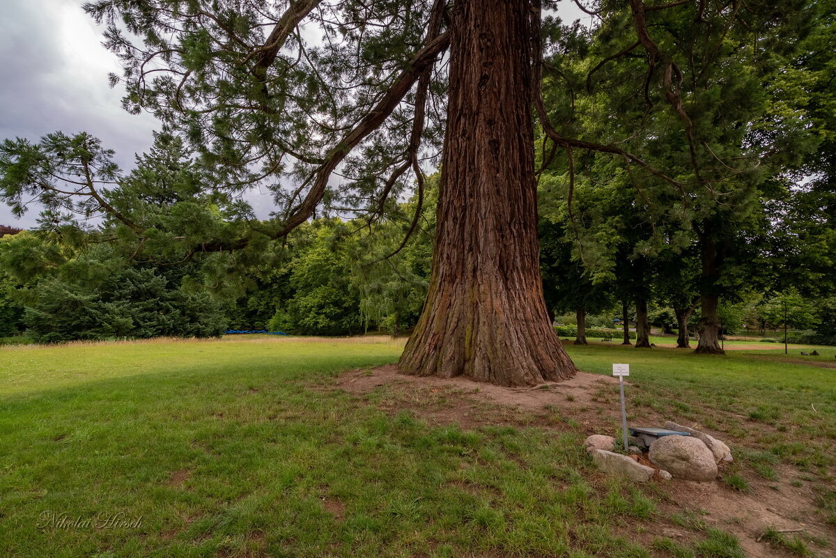 О большом дереве... - Николай Гирш