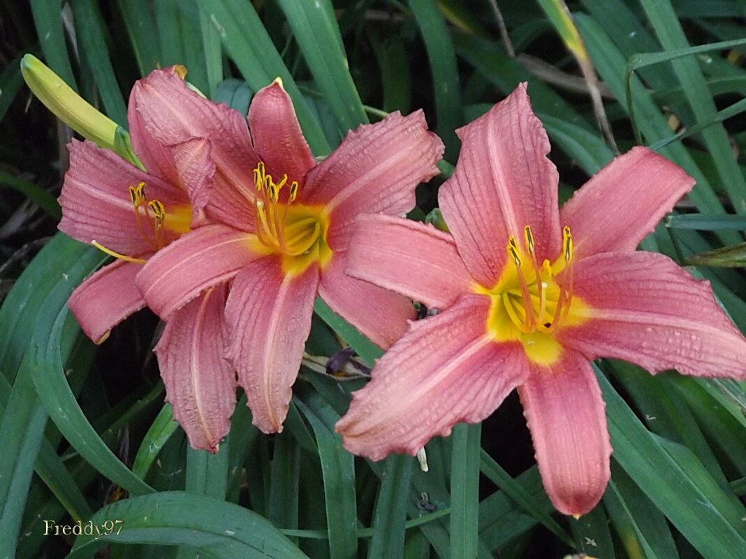 Лилейники - Freddy 97