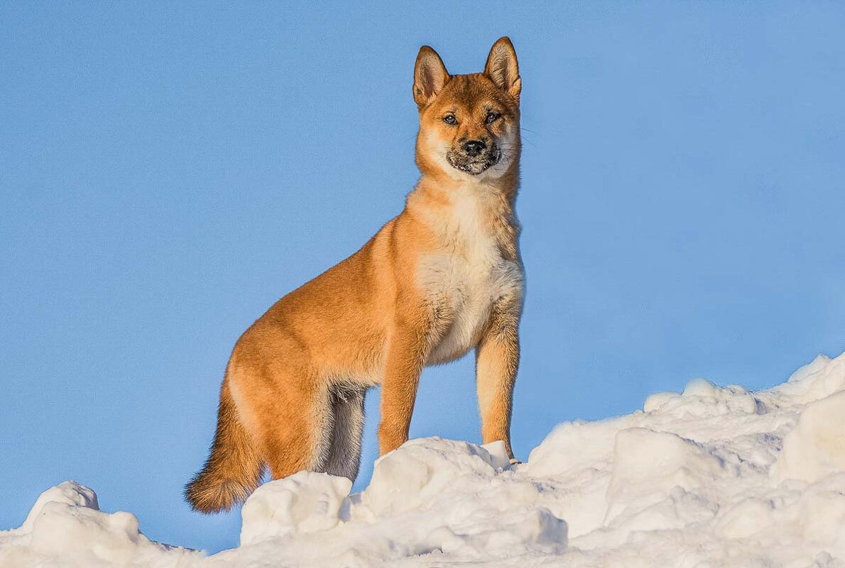 Сиба-ину. - Nikolay Lovec