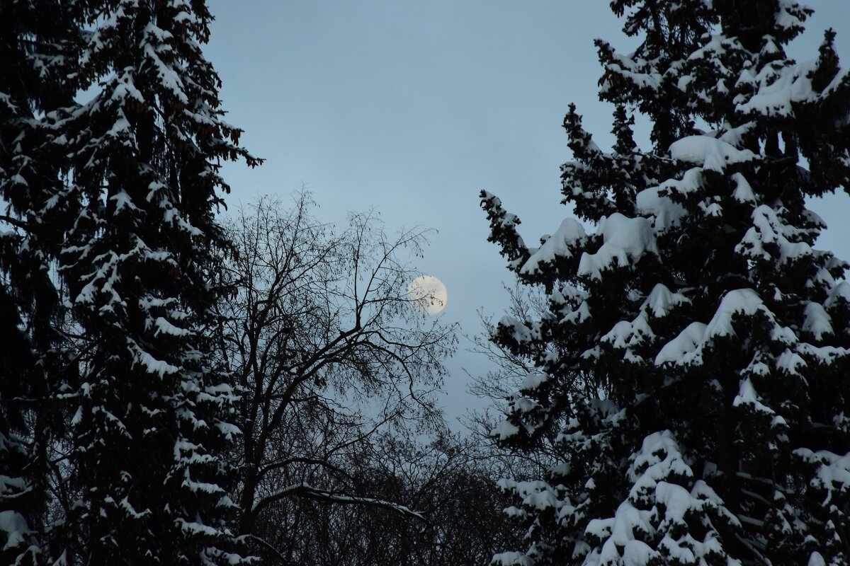 Луна играет в прятки. - Наталья Вязигина