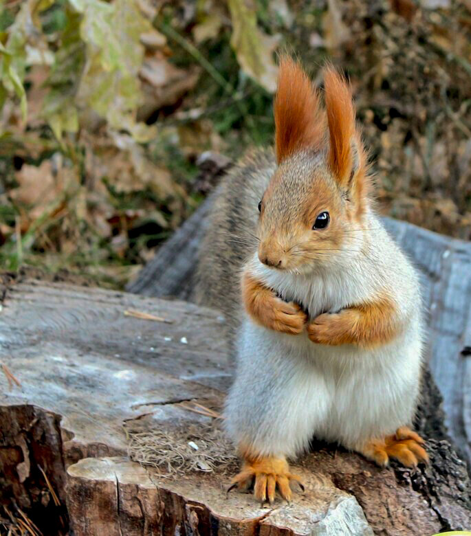"Мисс зрительских симпатий" - елена беликова