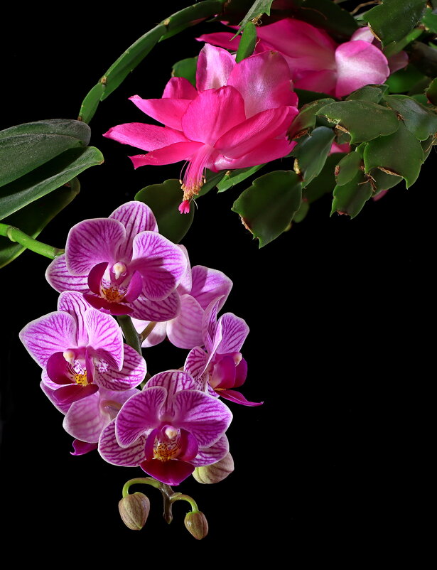 *** - Игорь Kуленко