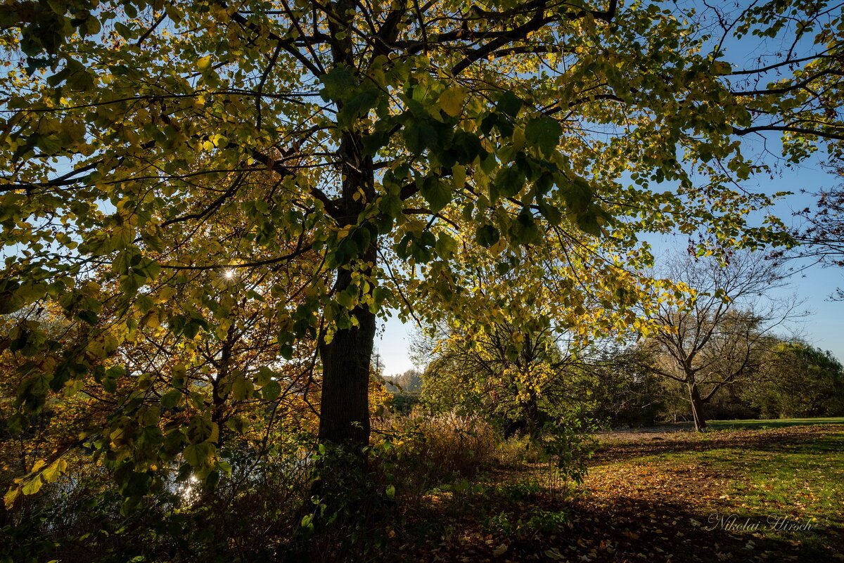 О маленьком солнышке... - Николай Гирш
