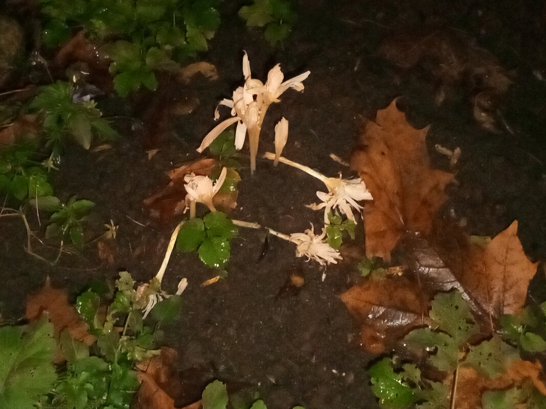 Безвременник - Сапсан 