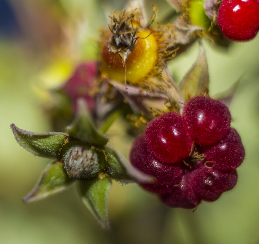 Ягоды - Андрей C