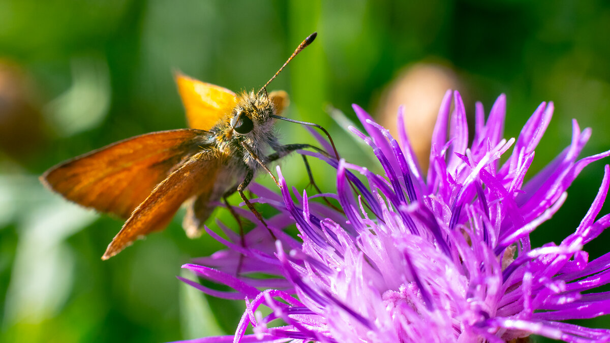 Бражник - Владимир Лазарев