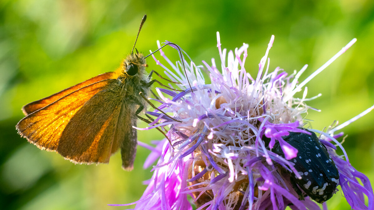 Бражник - Владимир Лазарев