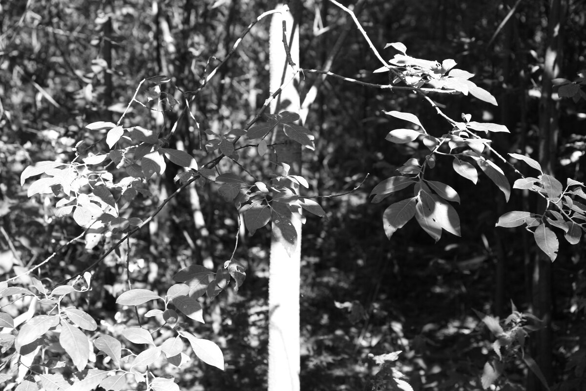 Фотография - Денис Безногов