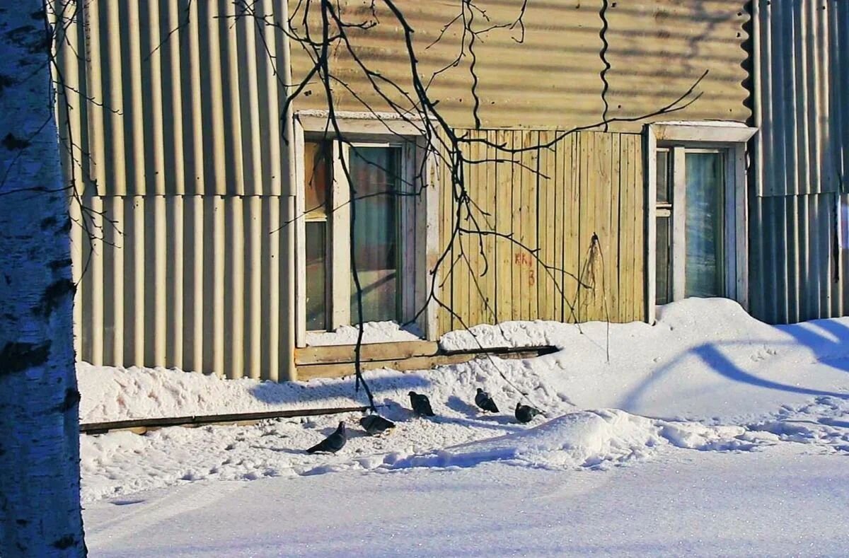 Голубки у окна доброй хозяйки! - Владимир 