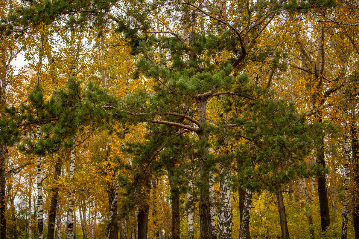 Переходный сезон - Владимир Кириченко