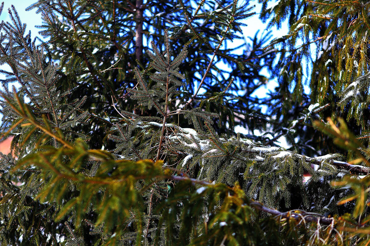 Ель в  снегу - Юрий Гайворонскiий