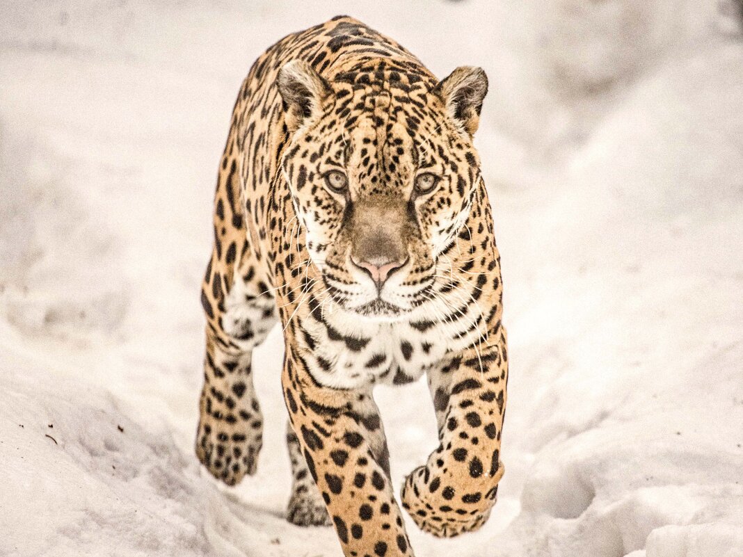 Ягуар ПОРГИ - Аркадий Лаптенко