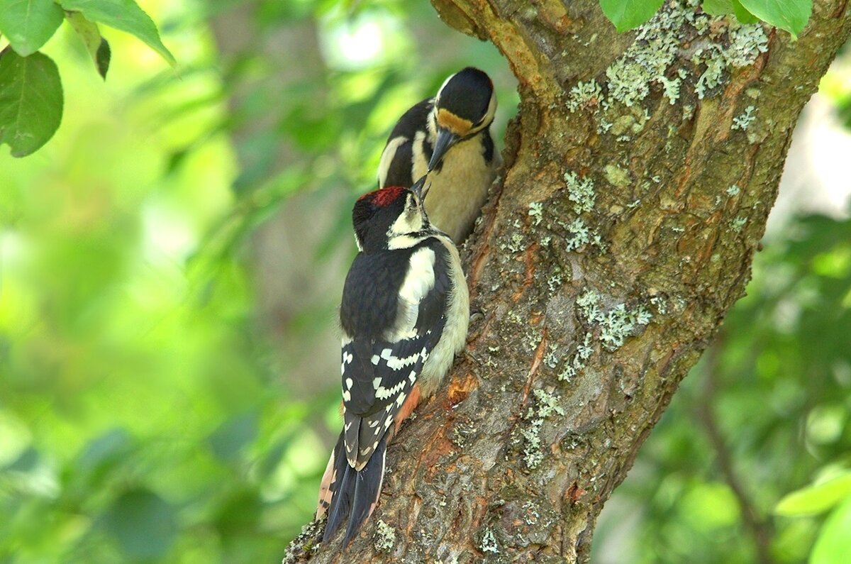 Еще кусочек... - Вячеслав Минаев