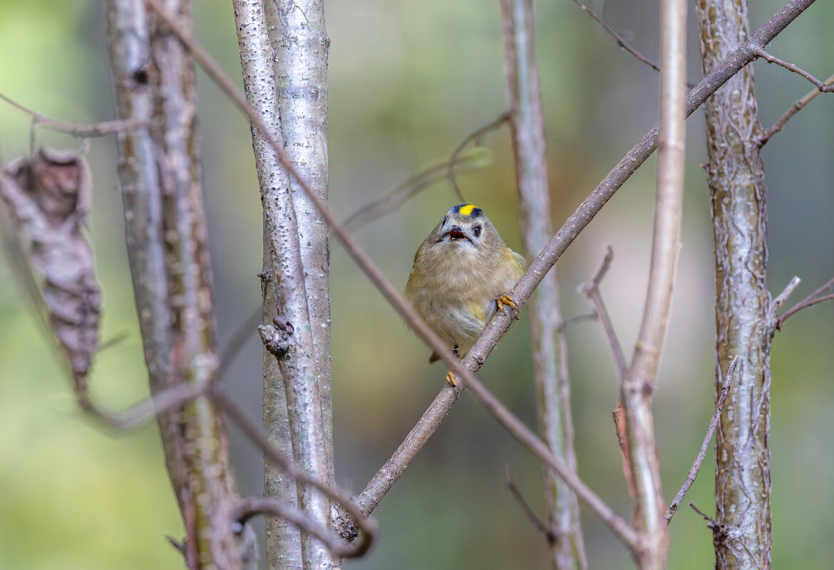 желтоголовый королек. - юрий макаров
