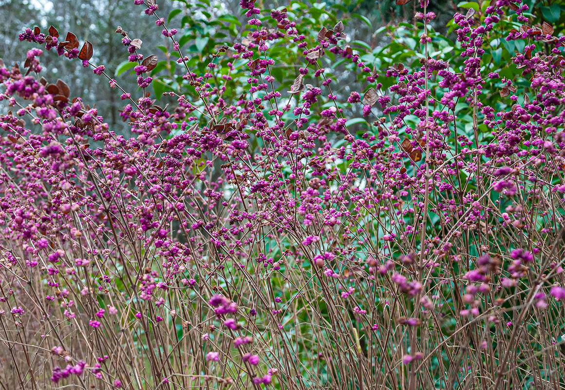 Малинник  в феврале - Варвара 