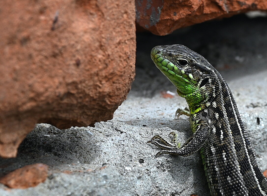 любопытство - Aleksandr 